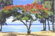 Saint-Leu sur l'île de la Réunion